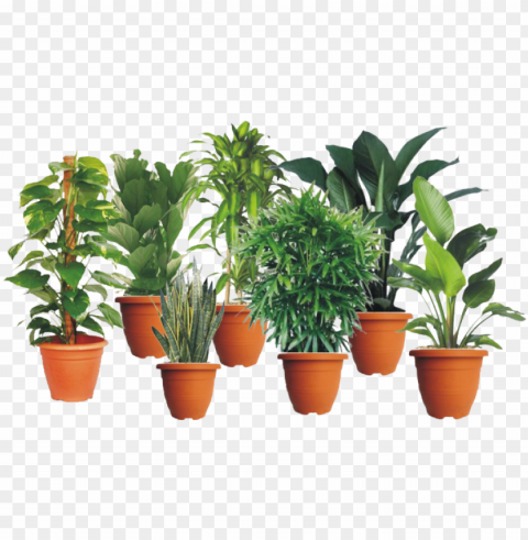 indoor plants - money plants PNG Image Isolated with Clear Transparency