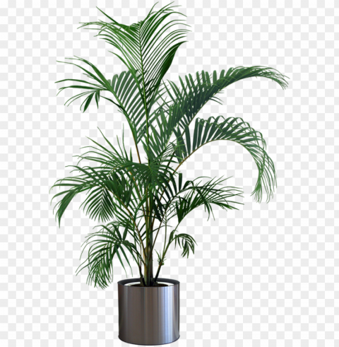 indoor plants - plant in pot PNG images with clear alpha layer PNG transparent with Clear Background ID 99345331