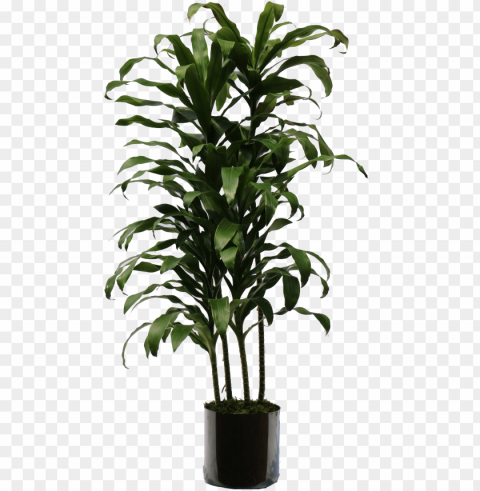 indoor plants - indoor plant Transparent PNG images free download