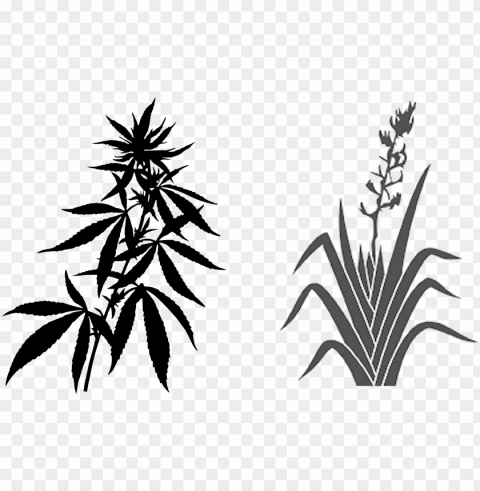 industrial hemp can grow 4 metres in 90 100 days and - weed plant black and white PNG transparent photos mega collection