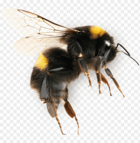 industrious native bees - bumble bee close u Transparent PNG Isolated Element
