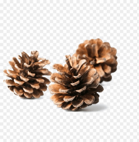 ine cone download image - conifer cone PNG transparent photos for design