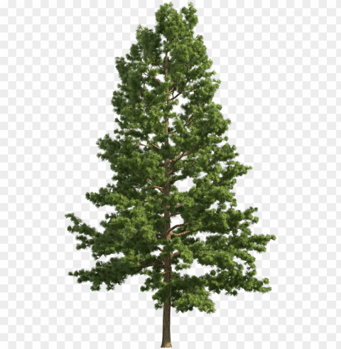 ine realistic tree clip art - pine tree free Transparent PNG Isolated Design Element