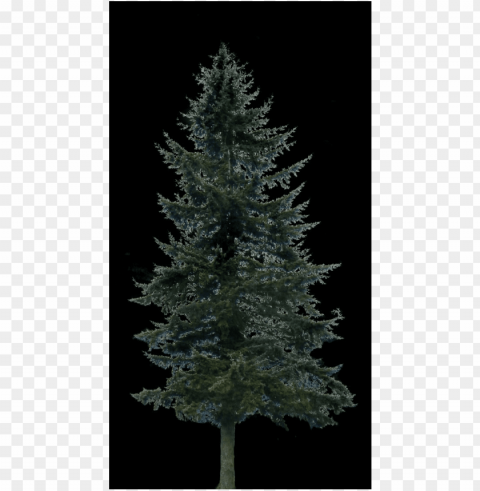 ine tree big - pine PNG photo