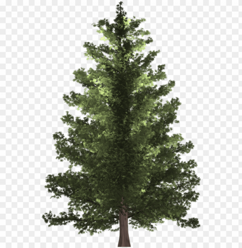ine tree - fir tree Isolated Item on Clear Transparent PNG