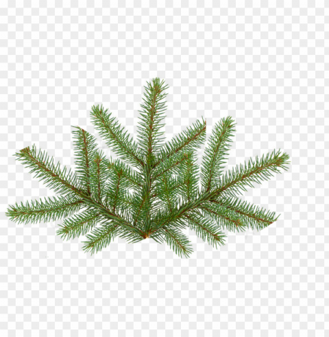 ine tree leaf Free PNG images with clear backdrop