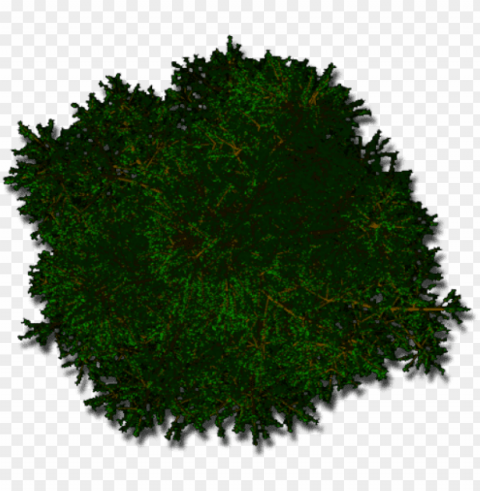 ine tree top view - photograph Isolated Design Element in HighQuality Transparent PNG