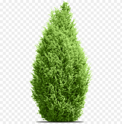 ine tree - tree Isolated Graphic on HighResolution Transparent PNG