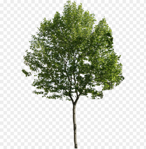 ine trees - new haven elm tree PNG images for printing