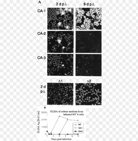 Infectivity Of Mutant Virus Particles - Monochrome PNG Files With Alpha Channel