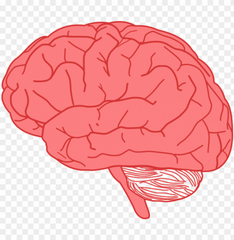 ink brain - brain clipart Isolated Item with Clear Background PNG