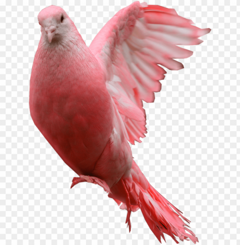 ink dove - pink pigeon Transparent PNG photos for projects