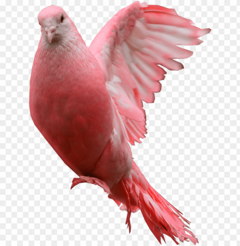 ink dove - pink pigeon Transparent PNG photos for projects PNG transparent with Clear Background ID f84ac521