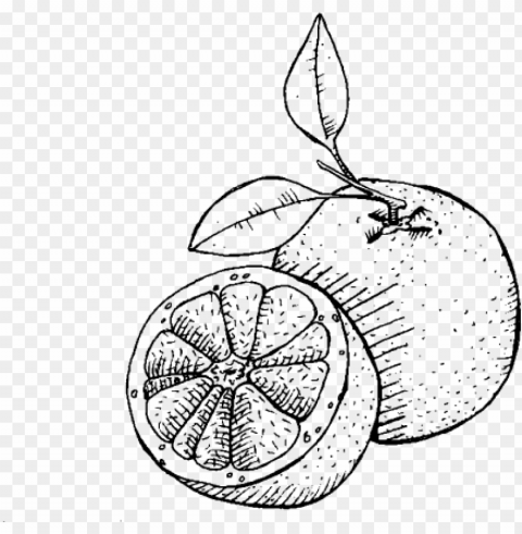 ink grapefruit - sketch Transparent PNG Isolated Illustration
