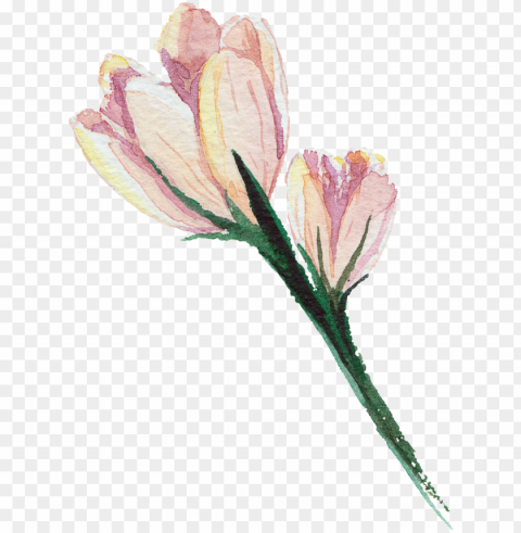 ink hand painted watercolor transparent flower - drawi PNG for web design