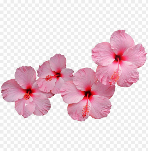 ink hibiscus Clear PNG pictures assortment