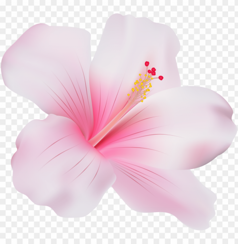 ink hibiscus clip art - pink hibiscus flower Transparent Background PNG Isolation
