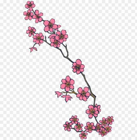 ink pencil black white flower sketchtransparent stock - cherry blossom design transparent PNG Image with Isolated Transparency