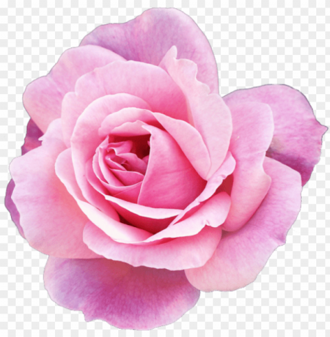ink rose clipart tumblr - flower PNG transparent photos comprehensive compilation