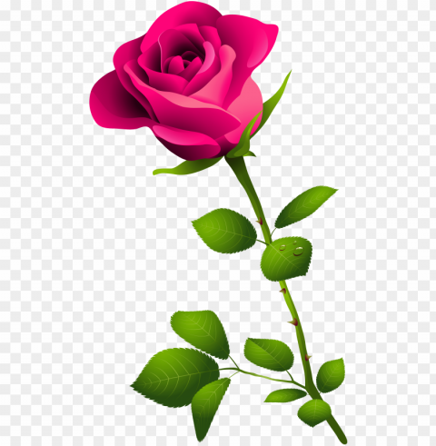 ink rose clipart - good morning image in bengali Transparent Background Isolated PNG Illustration
