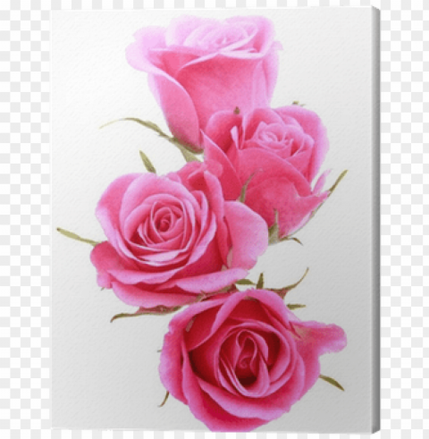 ink rose flower bouquet on white - flower bouquet PNG Graphic Isolated on Clear Background Detail