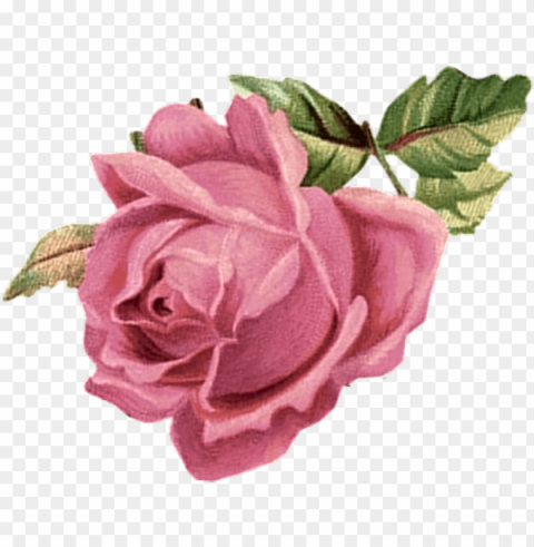 ink rose - pink flower vintage PNG pics with alpha channel