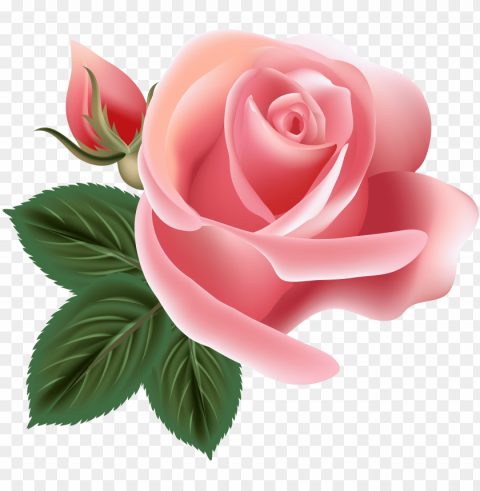 ink rose - b day flower Transparent Background Isolated PNG Item