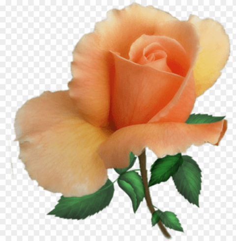 ink rose clip art image - peach flowers PNG transparent design bundle