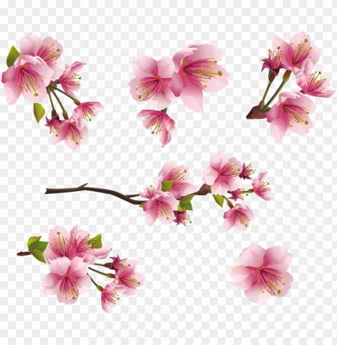 ink spring branch elements clipart picture - sakura blossom - japanese cherry tree mu Isolated Item in Transparent PNG Format