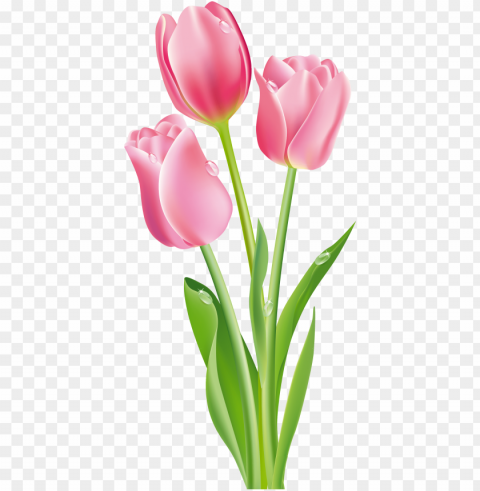 ink tulips clipart image - pink tulips clip art Isolated Design Element on Transparent PNG