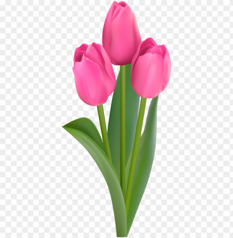 ink tulips clip art - flower High-resolution transparent PNG images set