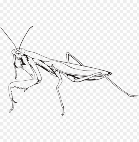 insect european mantis drawing chevrolet - praying mantis black and white PNG transparent pictures for editing