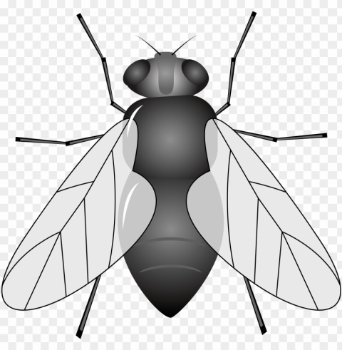 insecto mosca de los animales clipart - mosca animado Transparent PNG images for digital art