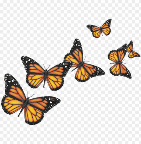 insects - butterfly PNG images with clear alpha channel