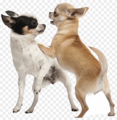 introducing a new dog to your chihuahua - playing with dog Transparent picture PNG PNG transparent with Clear Background ID a60b1667