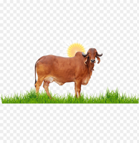 ir cow surya ketu nadi - gir cow Free PNG images with transparent layers diverse compilation