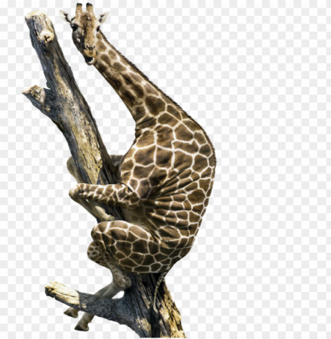 iraffe climbing up a tree - lightweight animals giraffe basketball drawstring bags Free transparent background PNG