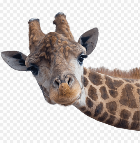 Iraffe Head - Safari Animals With White PNG With No Background For Free