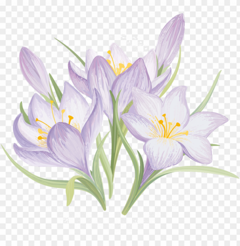 Iris Flower Drawing - Spring Drawn Flowers Clean Background Isolated PNG Character