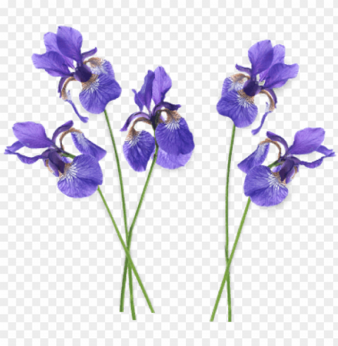 iris group transparent - purple iris flower PNG images with alpha transparency selection
