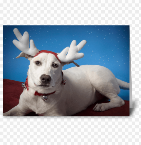 irritated dog with reindeer ears greeting card - reindeer Free download PNG images with alpha channel