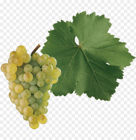  is a grape variety used to make white wine originating - seedless fruit Transparent PNG Isolated Item with Detail