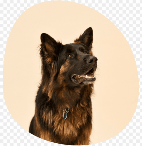 is the pet food senate inquiry right our take on it - old german shepherd do HighResolution Transparent PNG Isolated Item