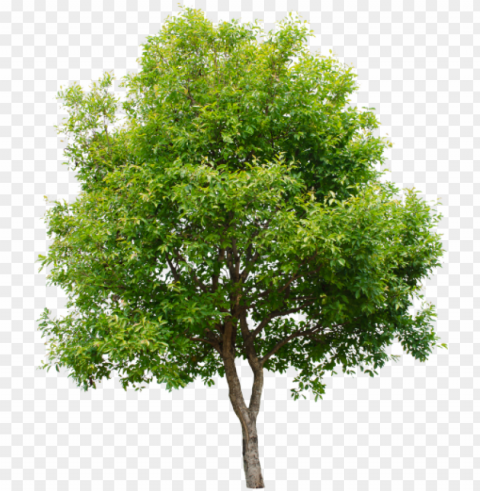  Trees On White Tree Green - Arbol Con Fondo Blanco Isolated Graphic With Clear Background PNG