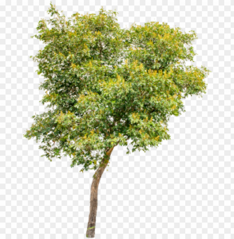  trees on white background trees - tree PNG Image with Isolated Artwork