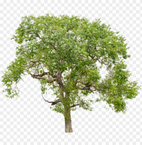  trees on white trees - tree Isolated Element with Clear PNG Background