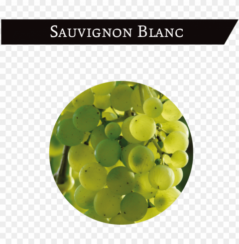 it is a white grape cultivated in the north and east - grape Isolated Graphic on HighResolution Transparent PNG