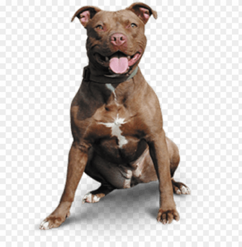 itbull dog black and white library - sales dogs PNG images with transparent canvas compilation