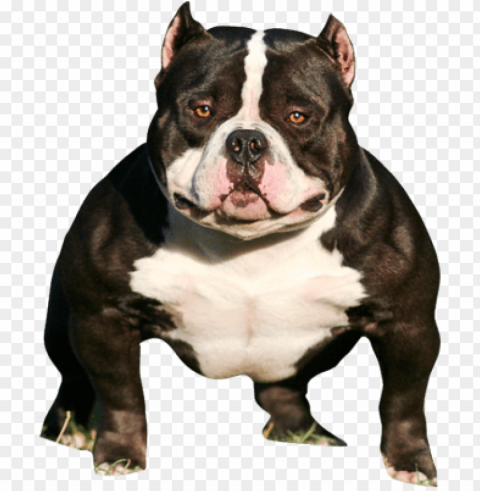 itbull head - american bully peso PNG with clear background set