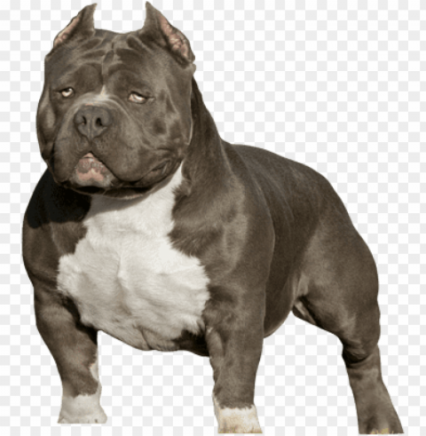 itbull silhouette american bully psd detail - american bully 818 concepts High-resolution PNG images with transparent background